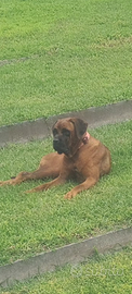 Rodesian Ridgeback (femmina) kg 29