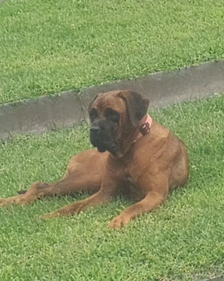 Rodesian Ridgeback (femmina) kg 29