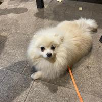 Akira Spitz Pomerania per accoppiamento