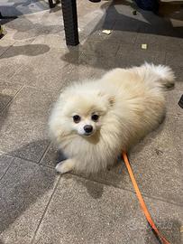 Akira Spitz Pomerania per accoppiamento