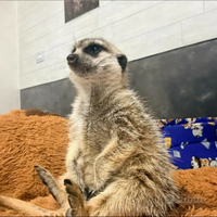 Suricato cucciolo docilissimo