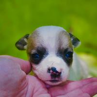 Simil Jack russel taglia piccola