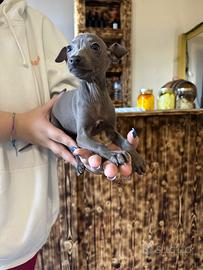 Cucciola di piccolo levriero italiano