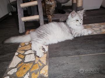 Ultima cucciola di Maine coon Silver shaded line