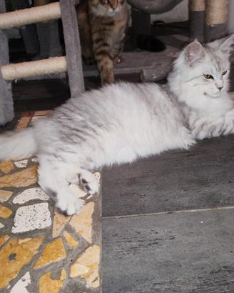 Ultima cucciola di Maine coon Silver shaded line