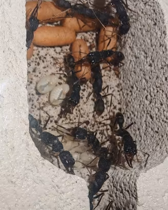 H.Venator colonia (formiche)