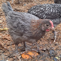 Pulcinotti di Marans e Australorp
