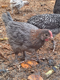 Pulcinotti di Marans e Australorp