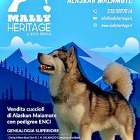 Cuccioli Alaskan Malamute