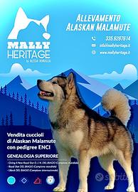 Cuccioli Alaskan Malamute
