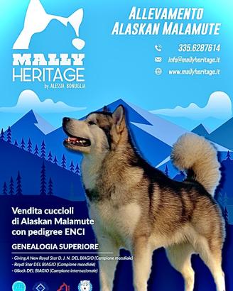 Cuccioli Alaskan Malamute