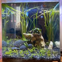 Cubo Acquario Intero 60lt