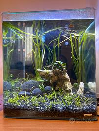 Cubo Acquario Intero 60lt