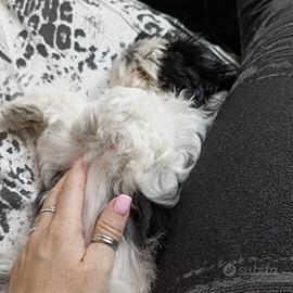 Cucciola Shitzu-Maltese