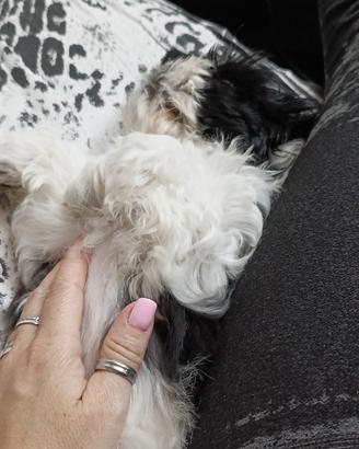 Cucciola Shitzu-Maltese