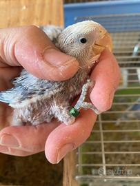 Inseparabili pappagalli pulli 3460315916