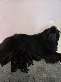 Disponibili cuccioli terranova