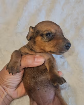 Bassotto kaninchen fulvo femmina