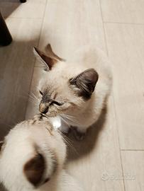 Gattini