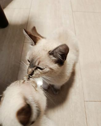 Gattini
