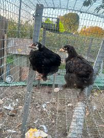 Galli e galline ornamentali
