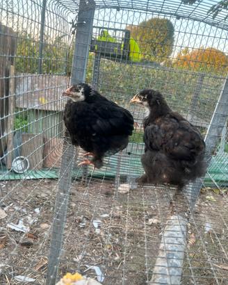 Galli e galline ornamentali