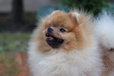 Cucciolo Spitz volpino di pomerania nano (maschio)