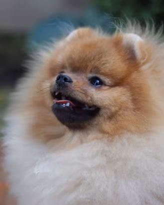 Cucciolo Spitz volpino di pomerania nano (maschio)