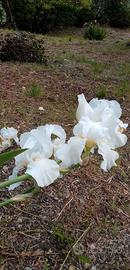 IRIS (GIAGGIOLO) rizomi