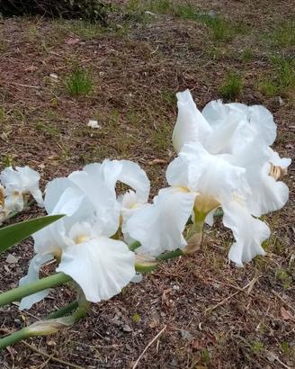 IRIS (GIAGGIOLO) rizomi