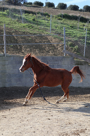 Cavalli Arabi, puledri maschi e femm