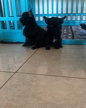 Chihuahua