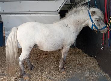 Pony mini horse