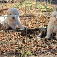 Disponibili Cuccioli pastore maremmano originali