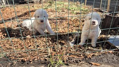 Disponibili Cuccioli pastore maremmano originali