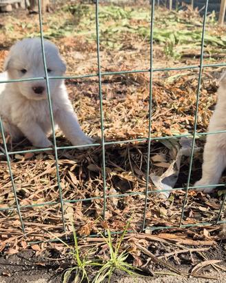 Disponibili Cuccioli pastore maremmano originali