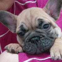 Cuccioli di bulldog francese