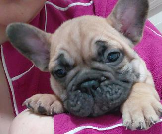 Cuccioli di bulldog francese