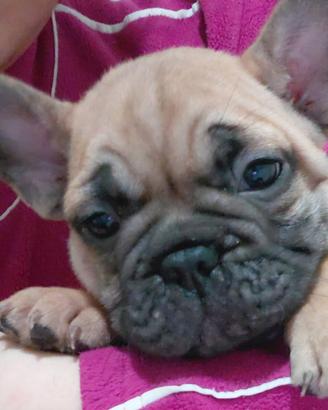 Cuccioli di bulldog francese