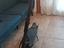 Immagine 2
