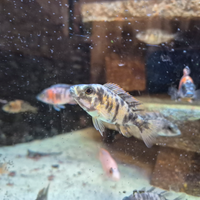 Ciclidi malawi femmine