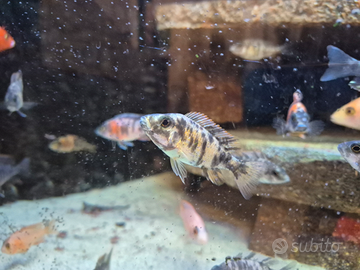 Ciclidi malawi femmine