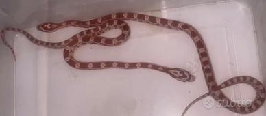 Baby serpente del grano