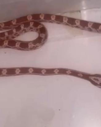 Baby serpente del grano