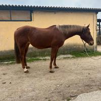 Fattrice quarter horse