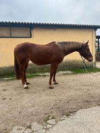 Fattrice quarter horse