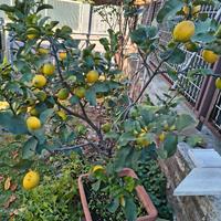 albero limoni