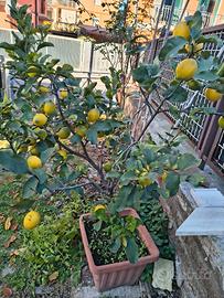 albero limoni