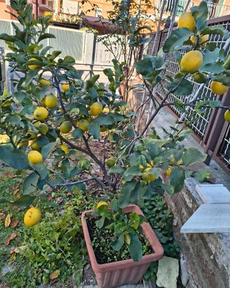 albero limoni