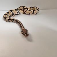 Pitone reale femmina di 1 anno